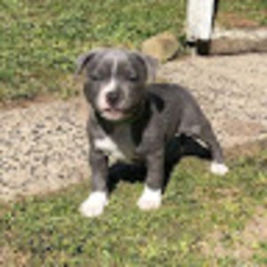 Meet your Posher, Shelby